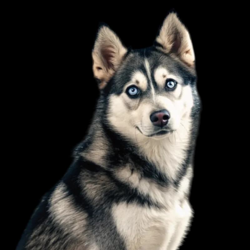 A headshot of an Alaskan Klee Kai dog with piercing blue eyes