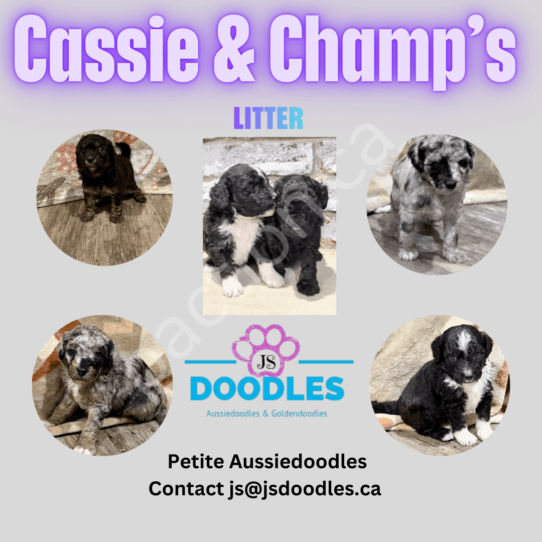 Cassie & Champs petite/mini Aussiedoodles 