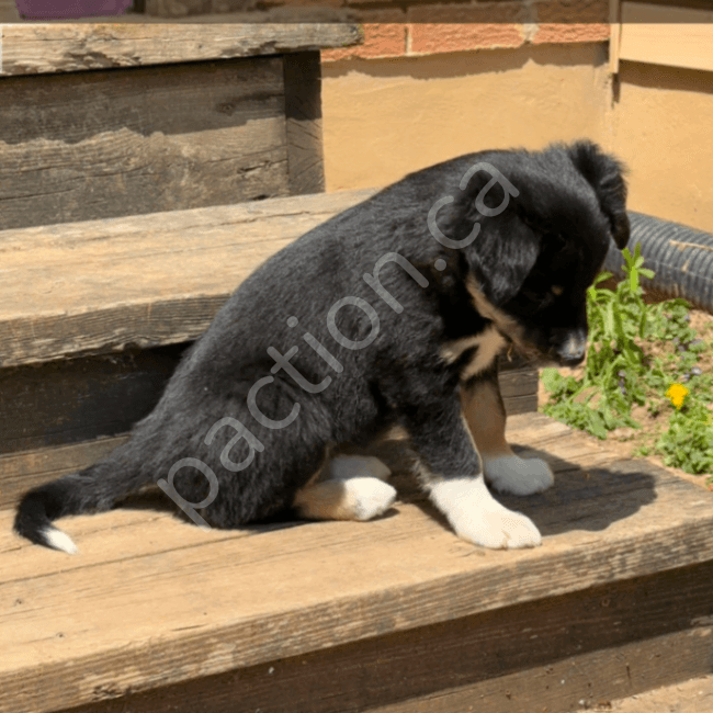 RisnCrik Tails Up-Keyper