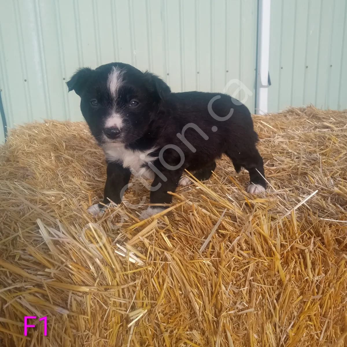 Tri colored pure bred border collie puppies 