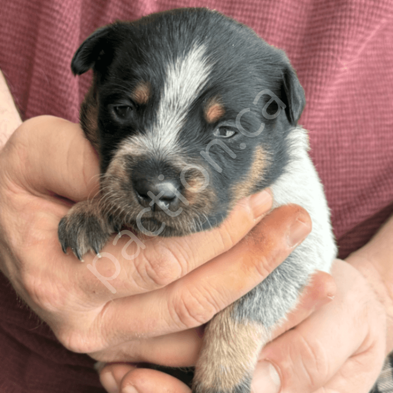 Blue Heeler Puppies
