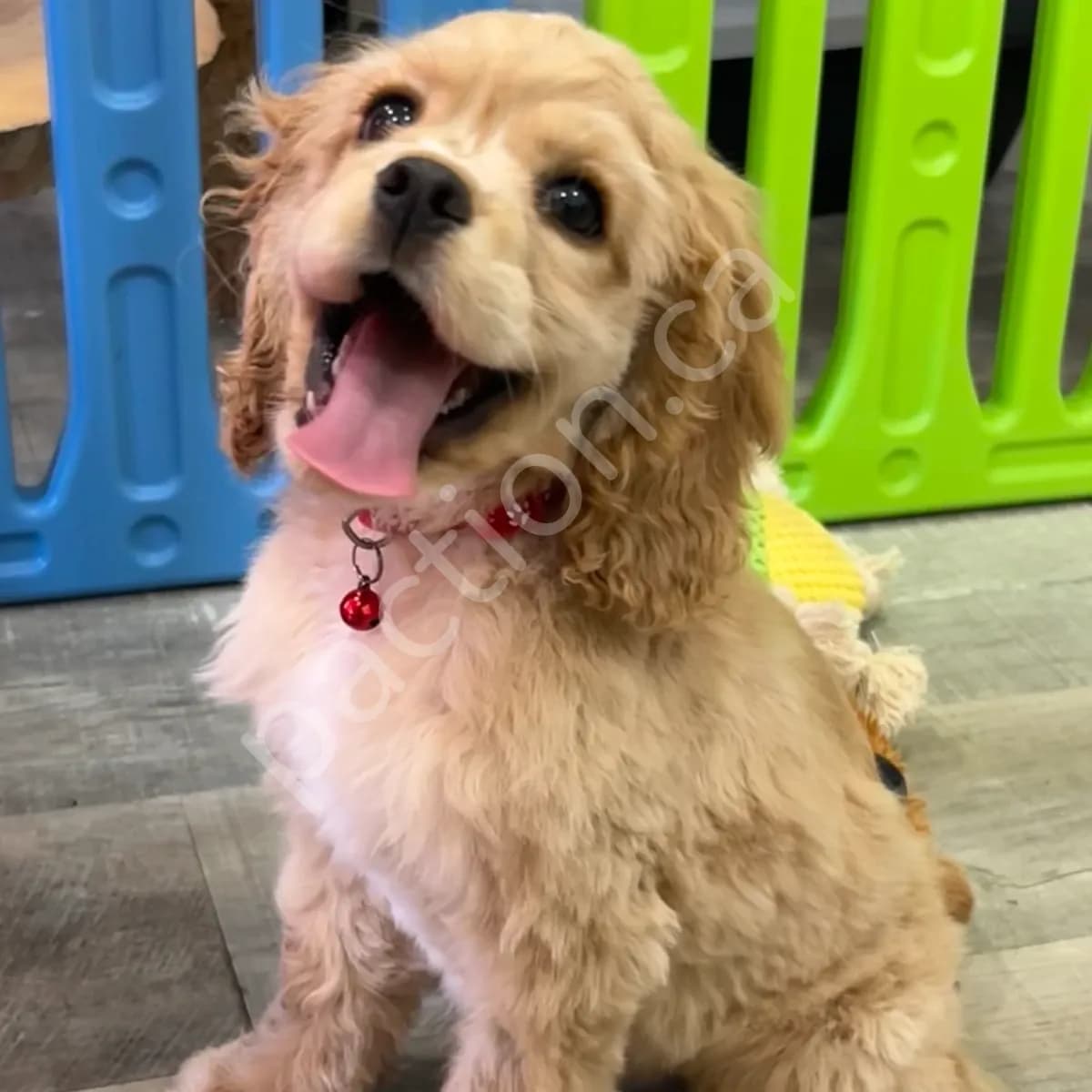 Rusty ~Taffie's Third Born Boy