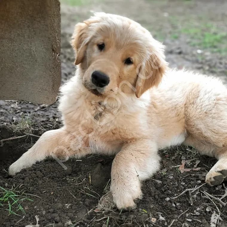 2026 Koda's Golden Retriever Waitlist