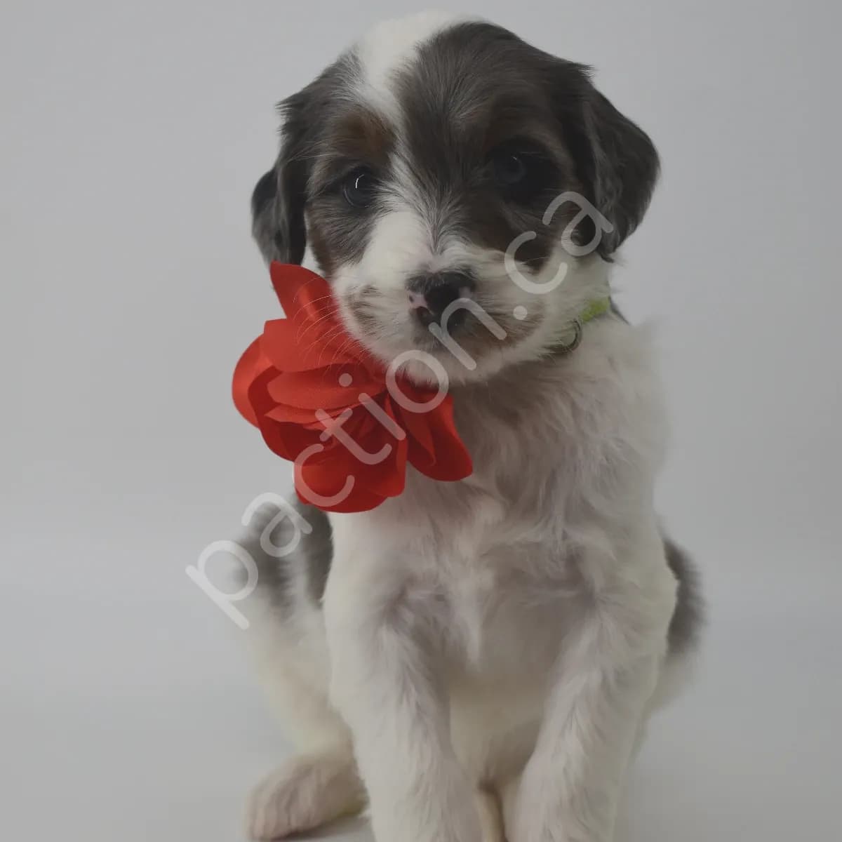 Marcia the Golden Mountain Doodle