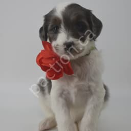 Marcia the Golden Mountain Doodle