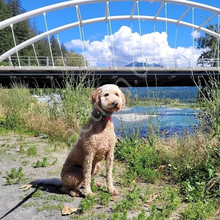 Mini and Medium Goldendoodle waitlist 