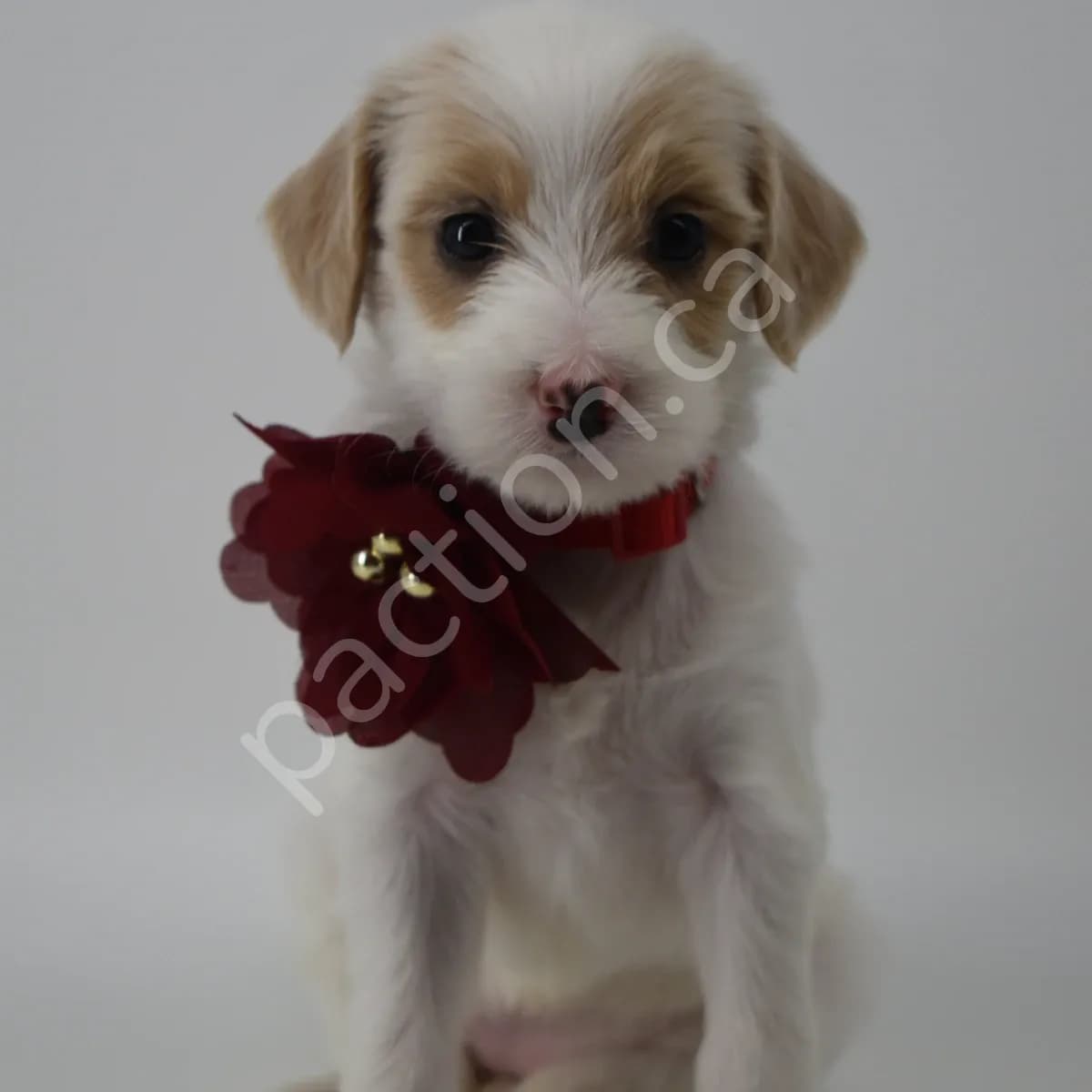 Cherry the Golden Mountain Doodle