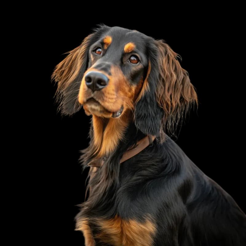 Gordon Setter photo 1