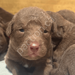 Daisy x Ruger Fall Litter 2025