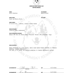American Pomsky Kennel Club