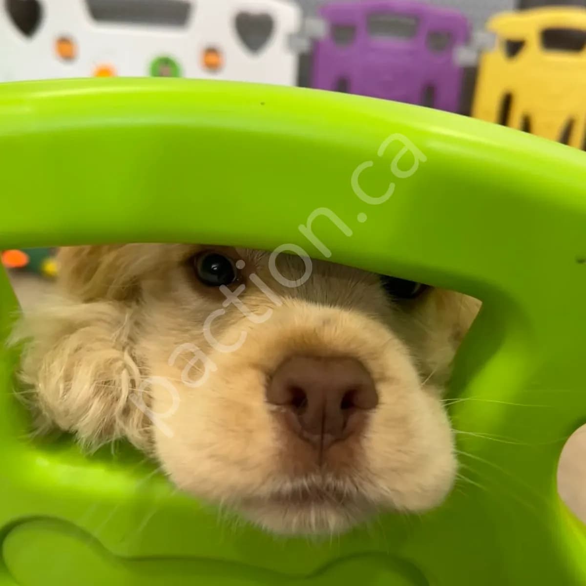 Sam ~Taffie's Second Born Boy