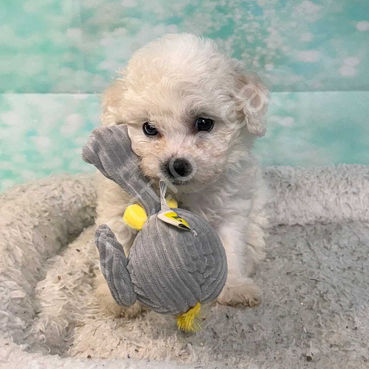 Jessie's Silver Girl