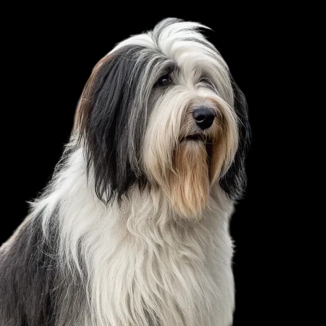 Polish Lowland Sheepdog photo 1