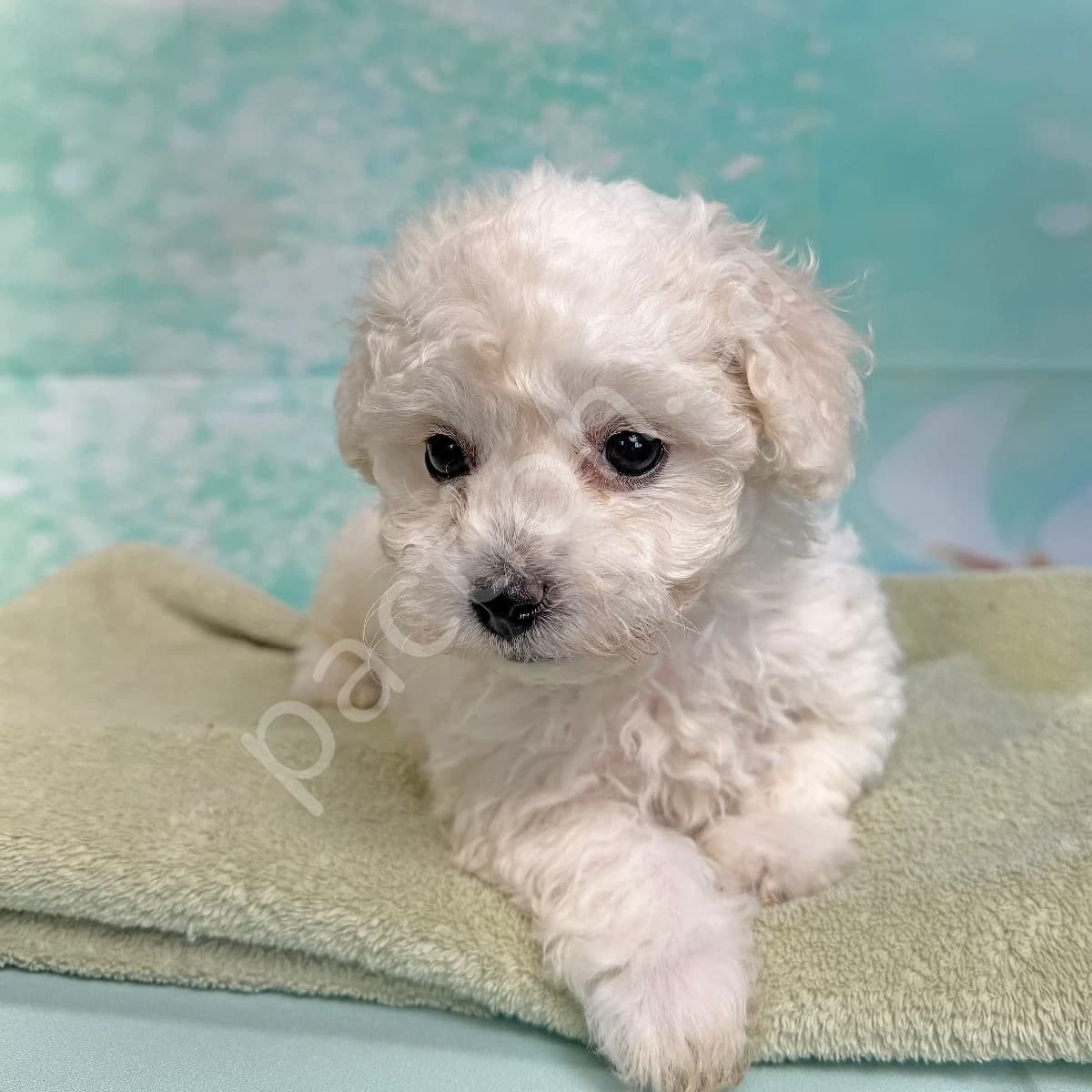 Jessie's "Lime Girl"