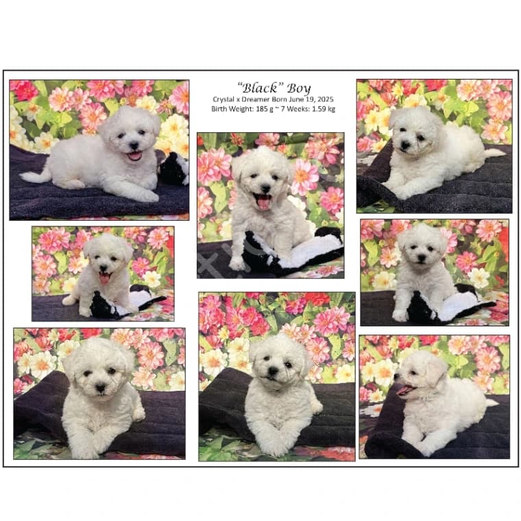 2 Bichon Boys Available