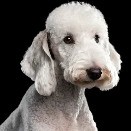 Bedlington Terrier photo 1