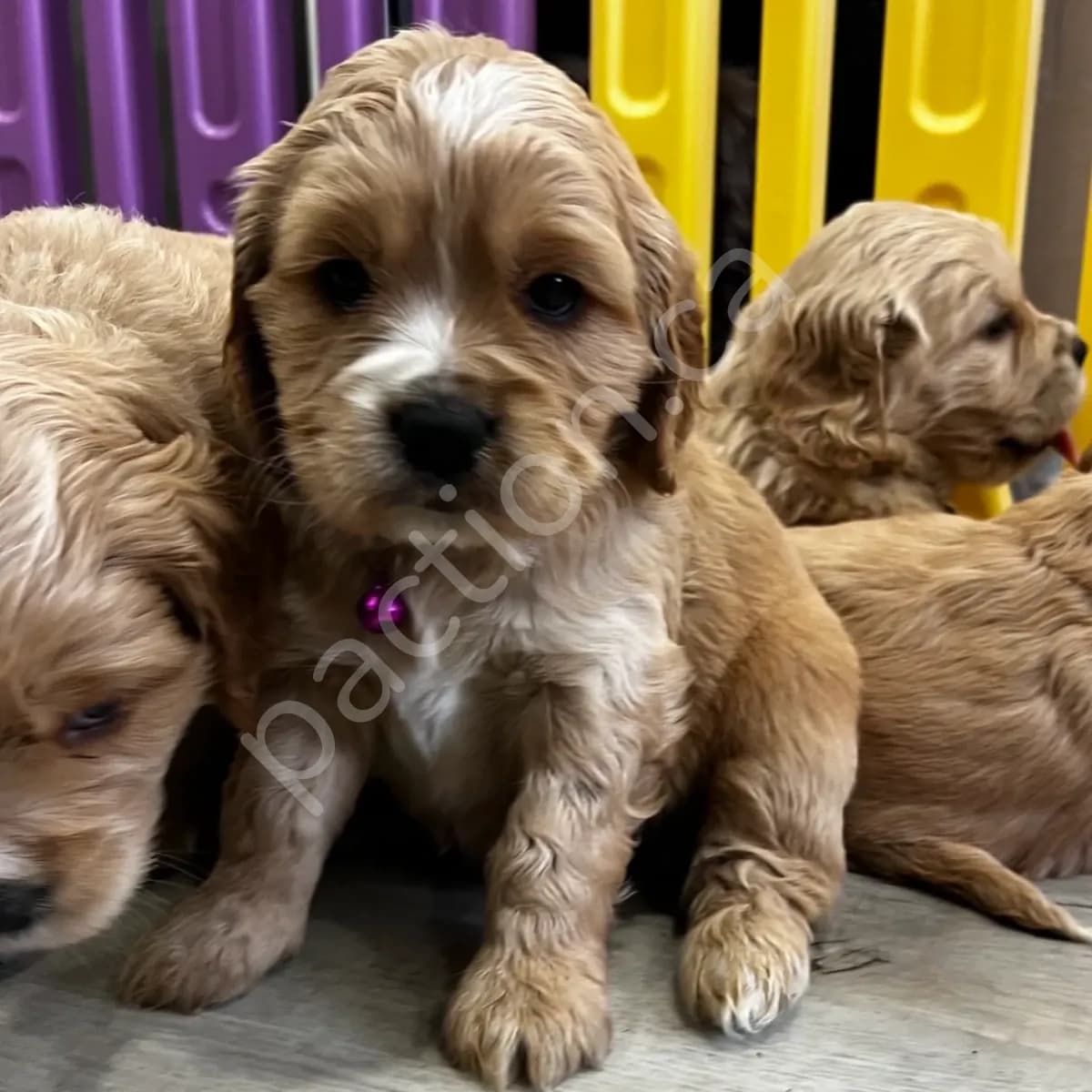 Emmy (Oakley & Rocko)