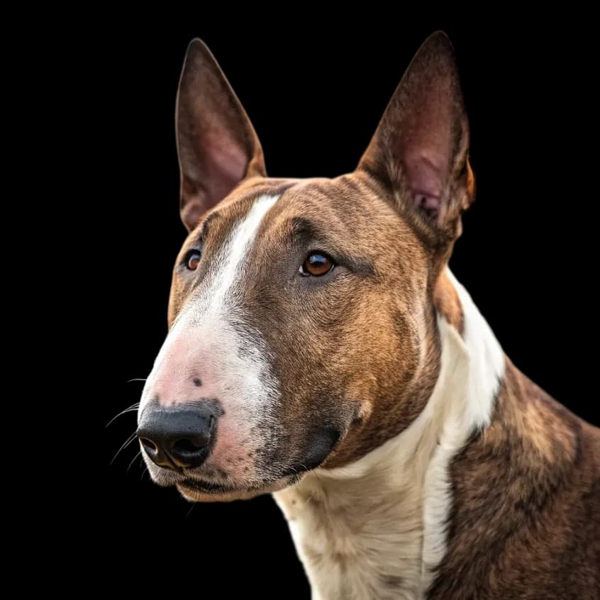 Bull Terrier photo 1