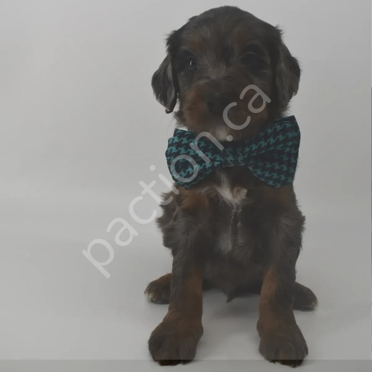 Dallas the Golden Mountain Doodle