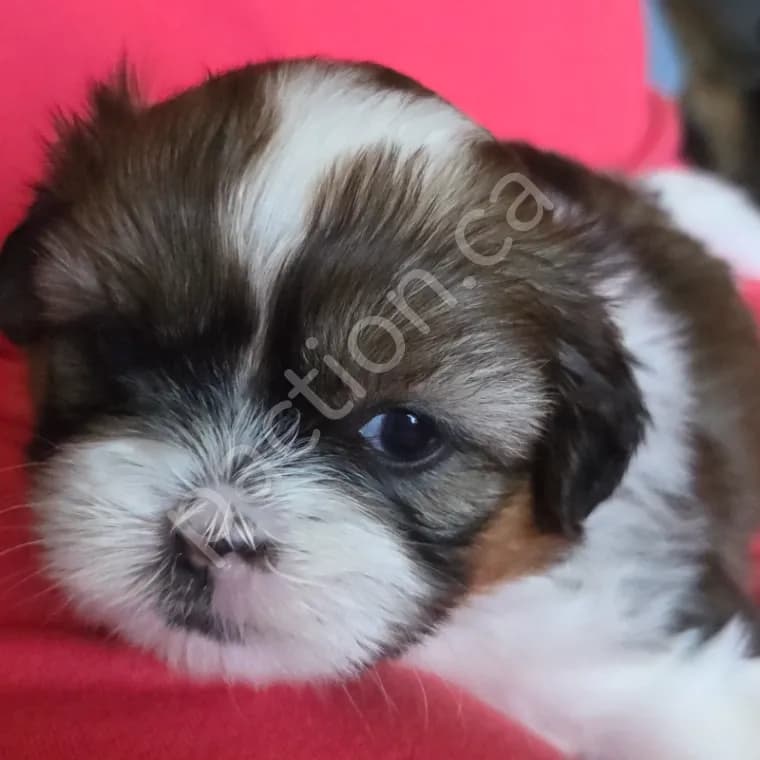 Emoji's First Litter