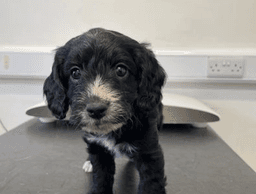 Oreo - Adorable F1 Cockapoo Male