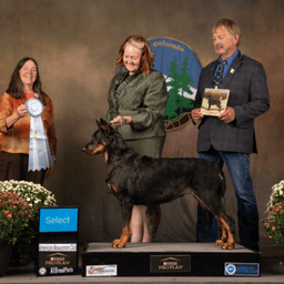 American Kennel Club