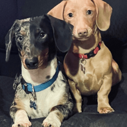Just a lil Weenie