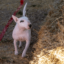 Barn Hunt Association
