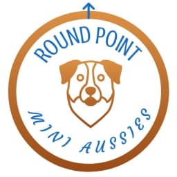 Round Point Mini Aussies
