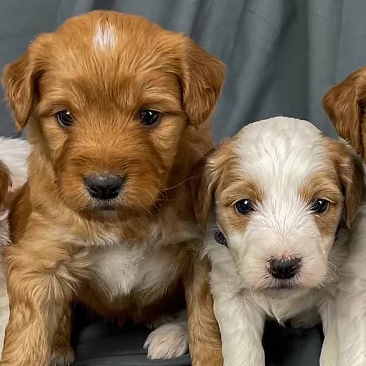 Tina & Rory — October 2026 litter