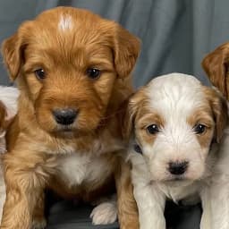 Tina & Rory — October 2026 litter