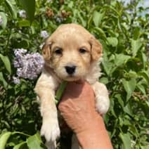 Waveny Goldens