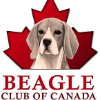 Beagle Club of Canada