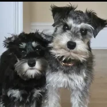 Mitzi x Tank — Summer 2027 litter
