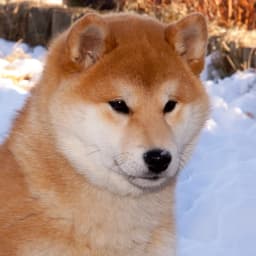 Koyote Kennels