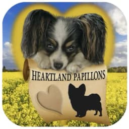 Heartland Papillons