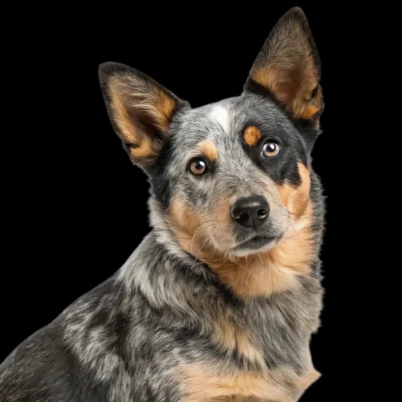 Cowboy Corgi photo 1