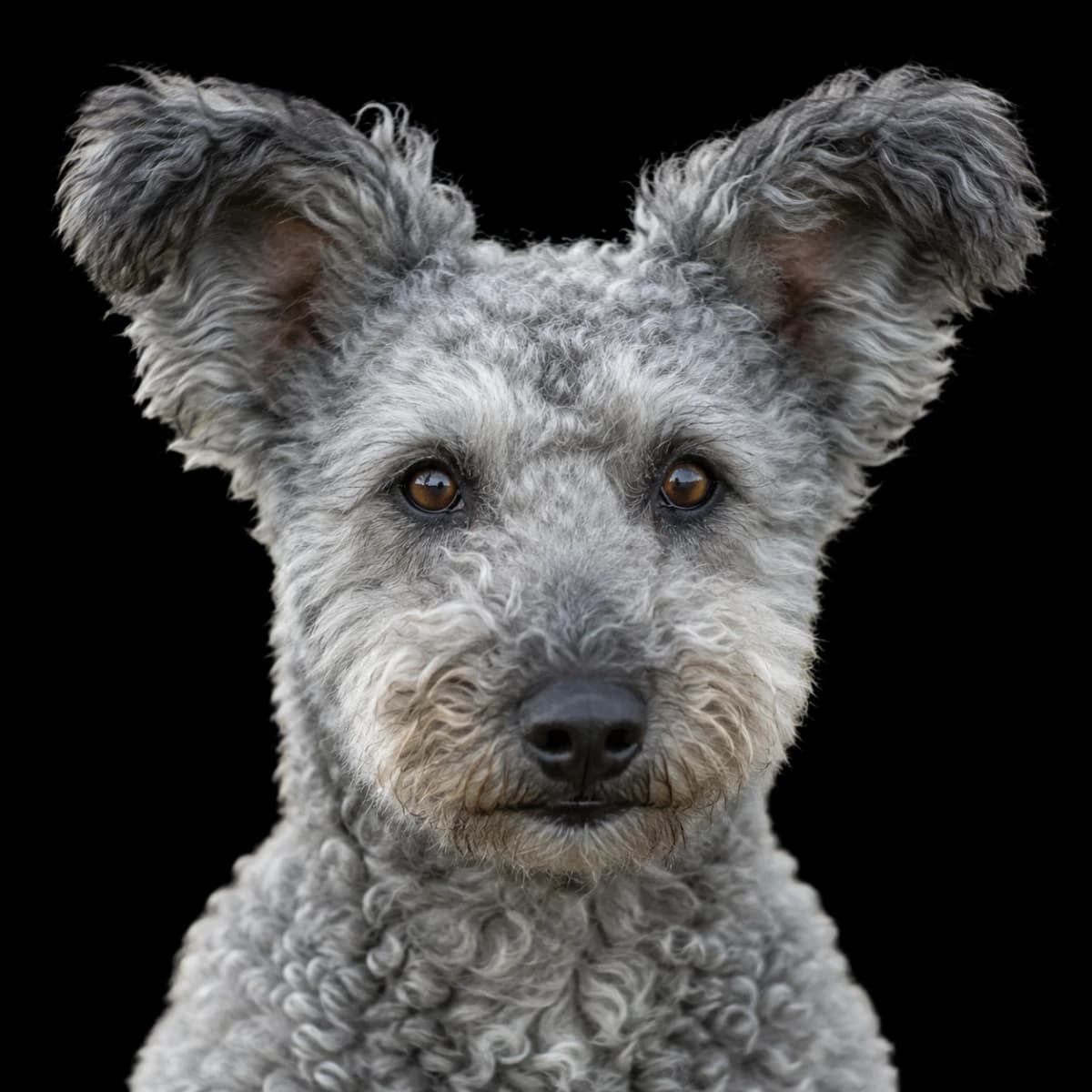 A headshot photo of a Pumi dog