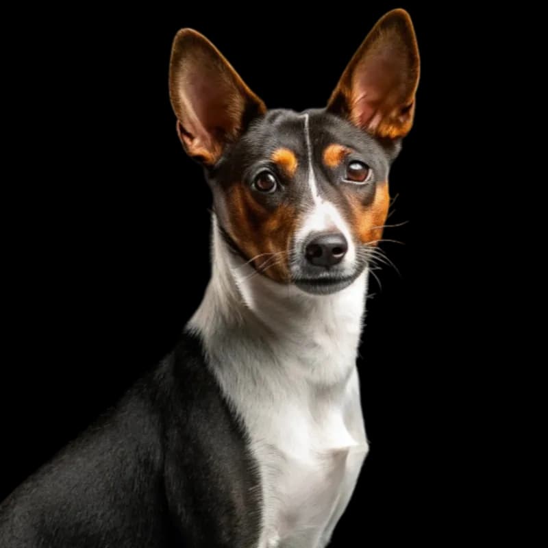 Basenji photo 1