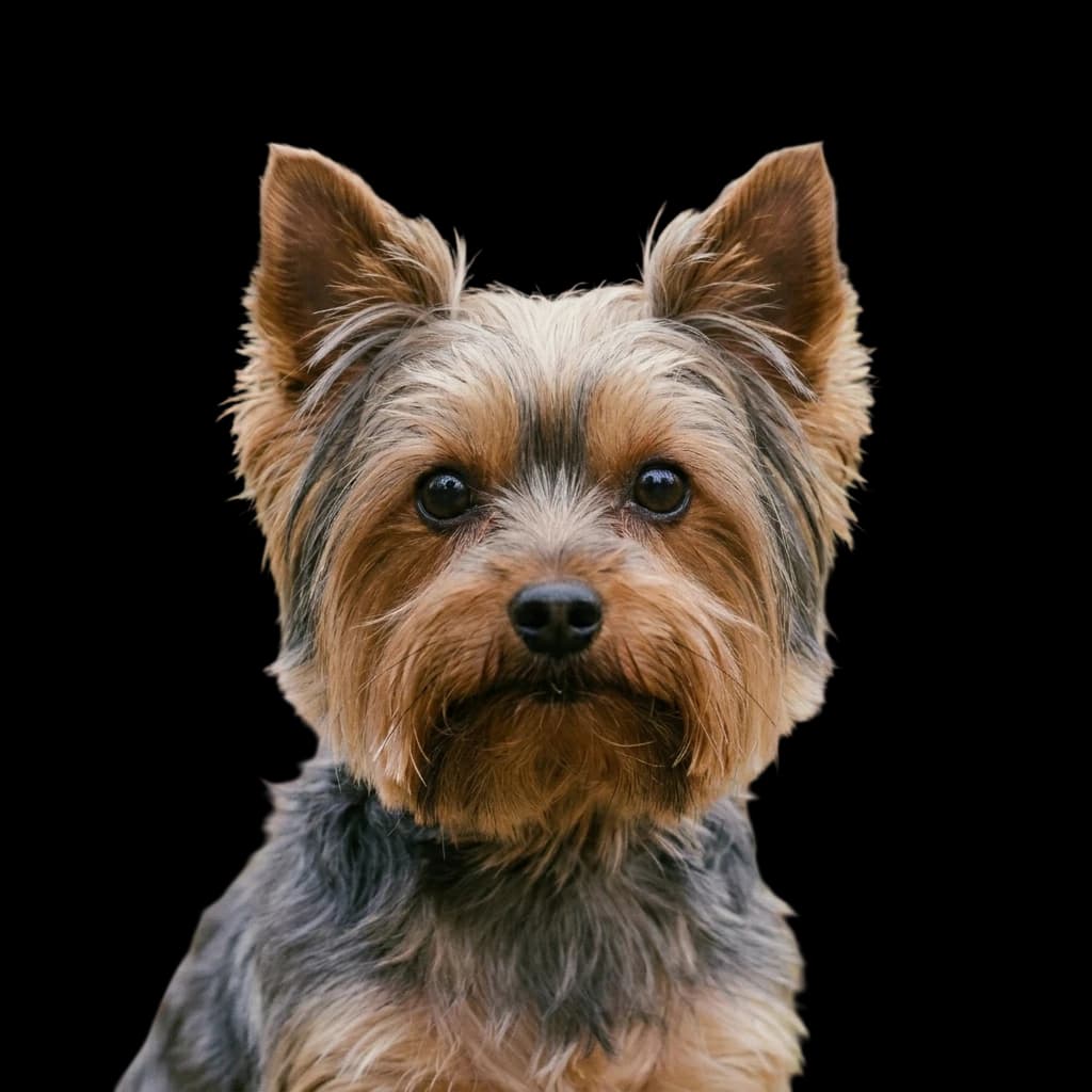 A photo of a Yorkie