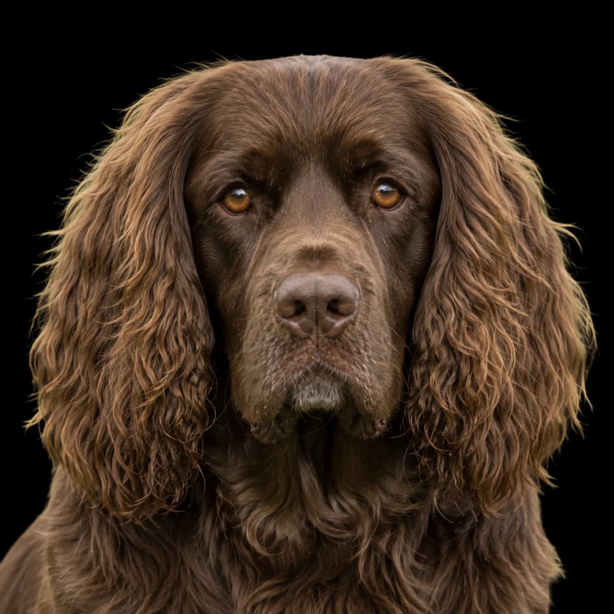 A headshot photo of a Sussex Spaniel