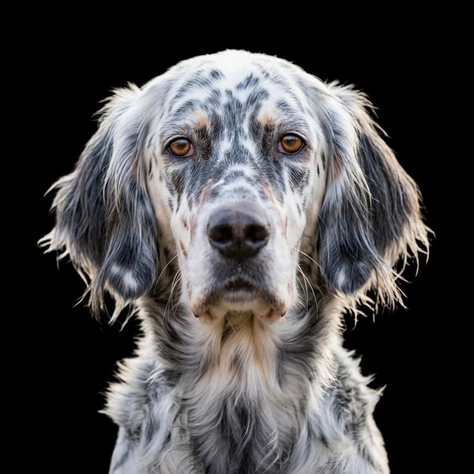 English Setter photo 1