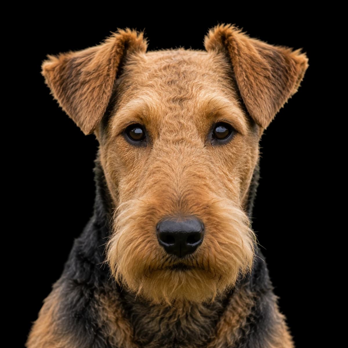 A headshot photo of a Welsh Terrier