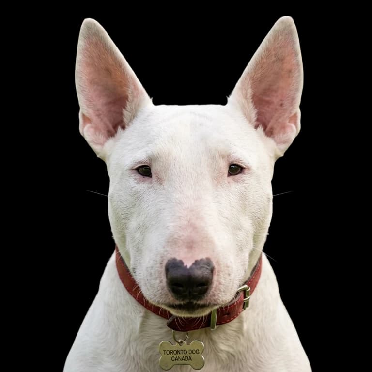 A headshot photo of a mini bull terrier