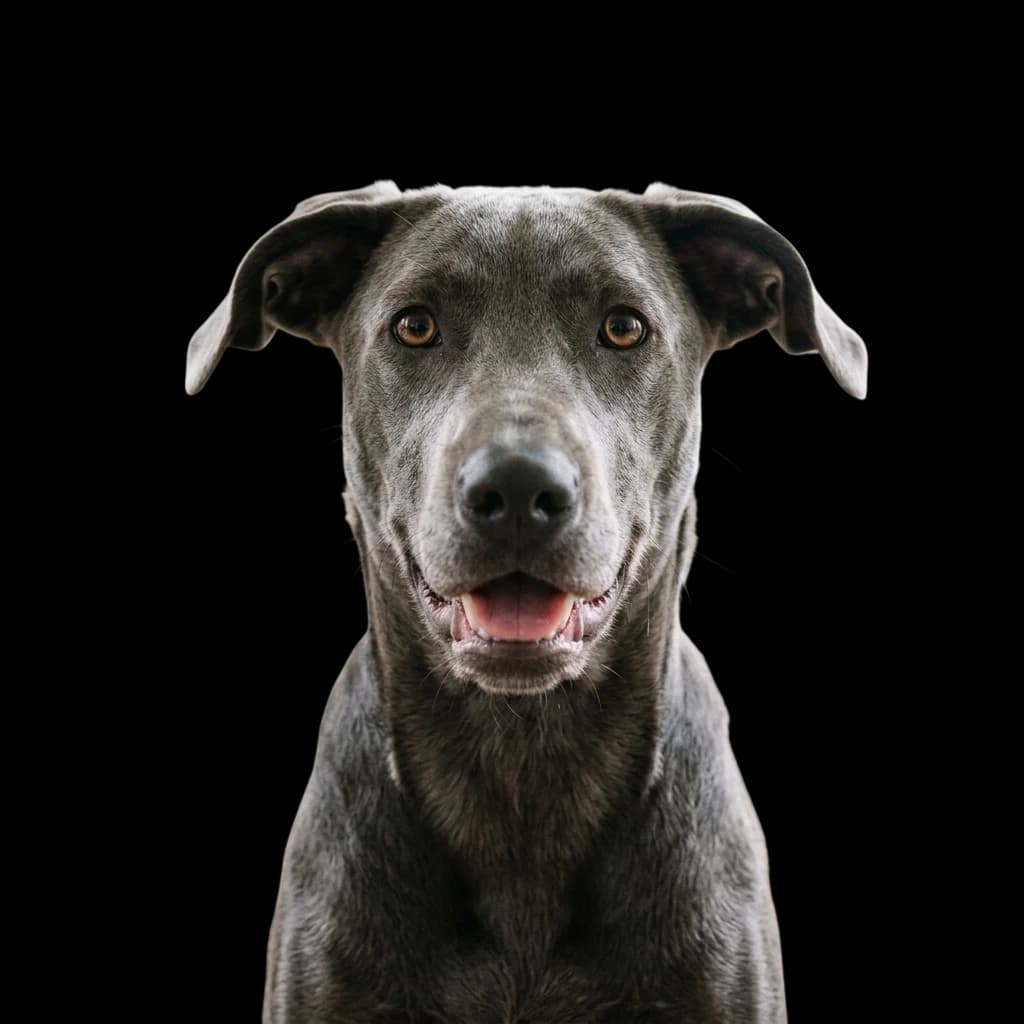 Greyador photo 1