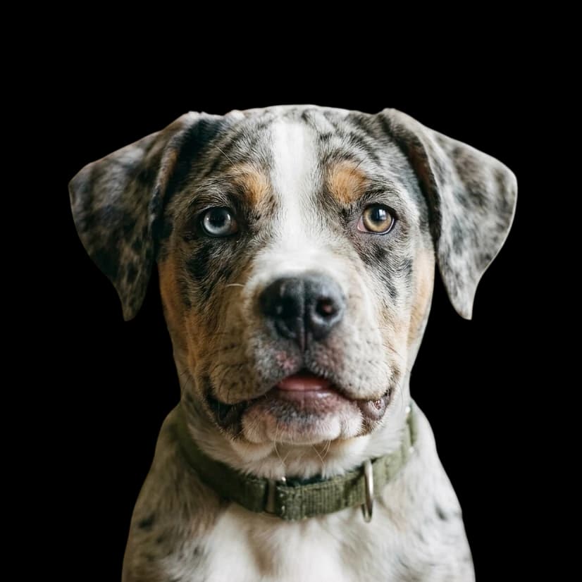 A headshot photo of a Catahoula Bulldog.