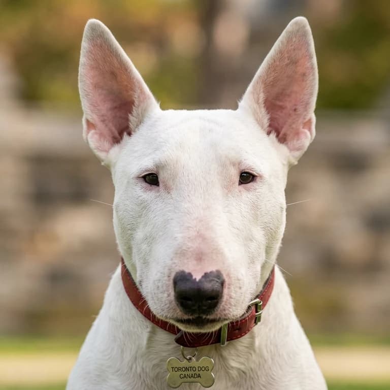 Mini Bull Terrier photo 2