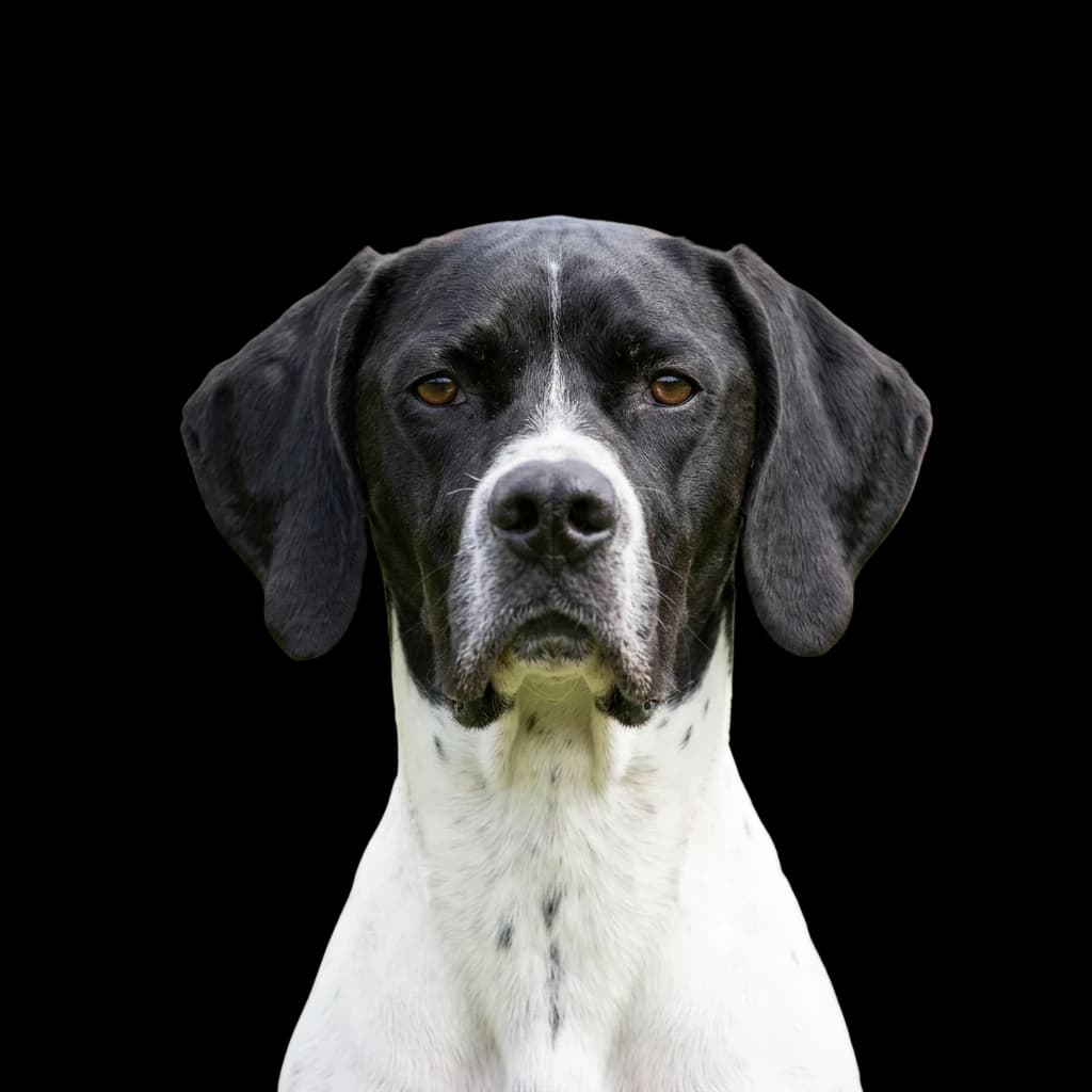 Generate a headshot photo of a Pointer dog