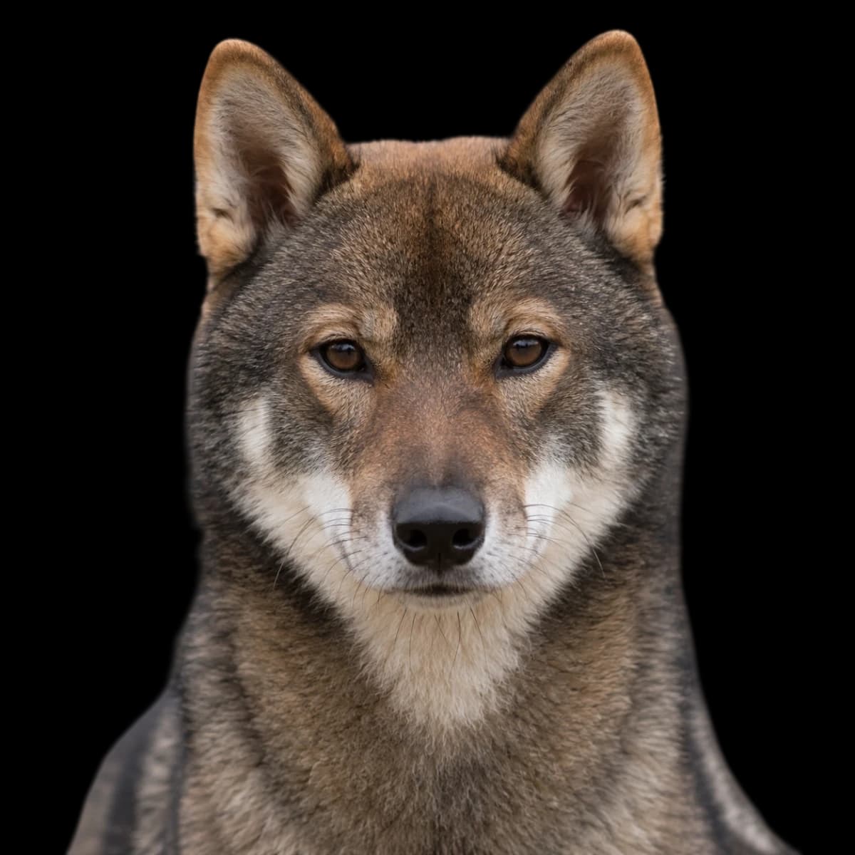 A headshot photo of a Shikoku dog