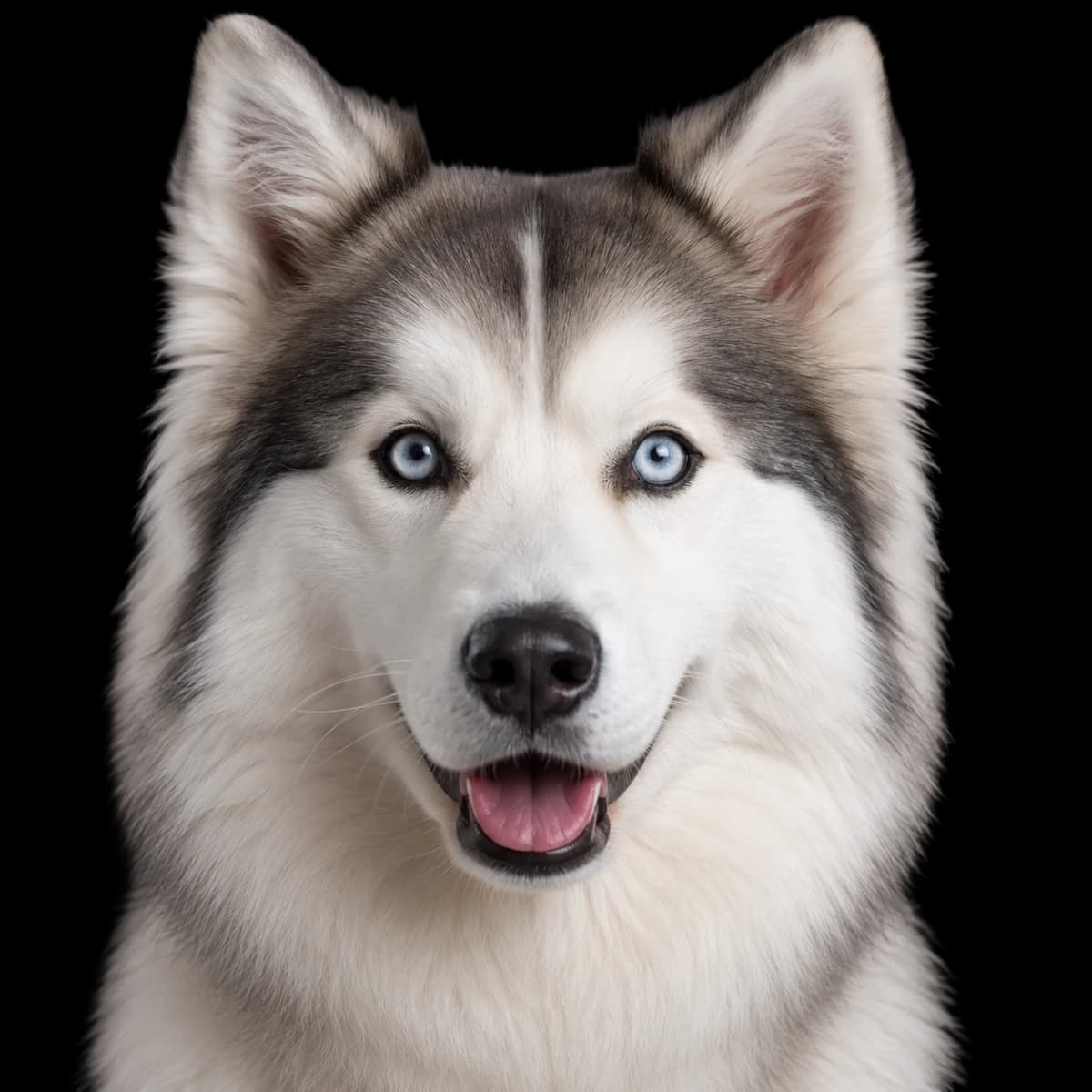 A headshot photo of a Samusky, hybrid mix of a Samoyed and a Siberian Husky